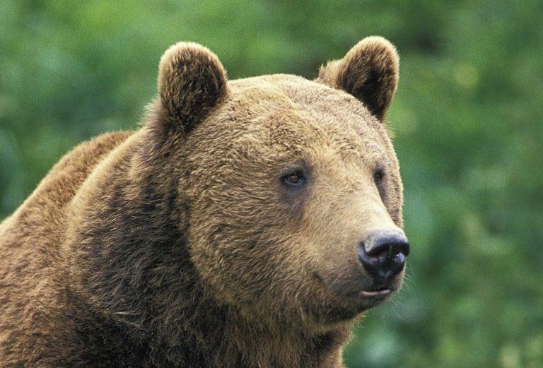 ЕК ни готви наказателна процедура заради облекчения лов на мечки